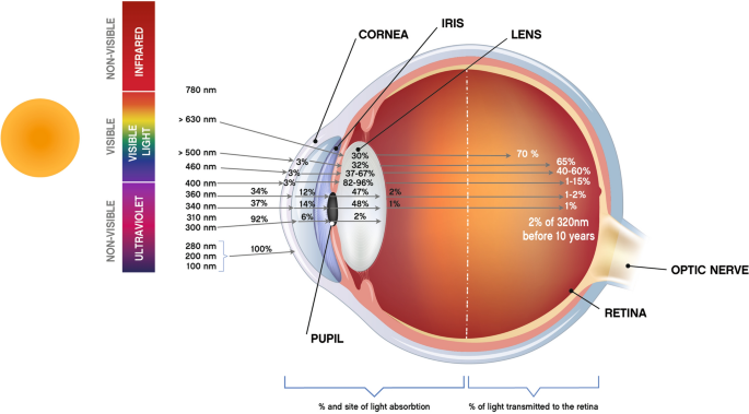 Blue Light Exposure Ocular Hazards And