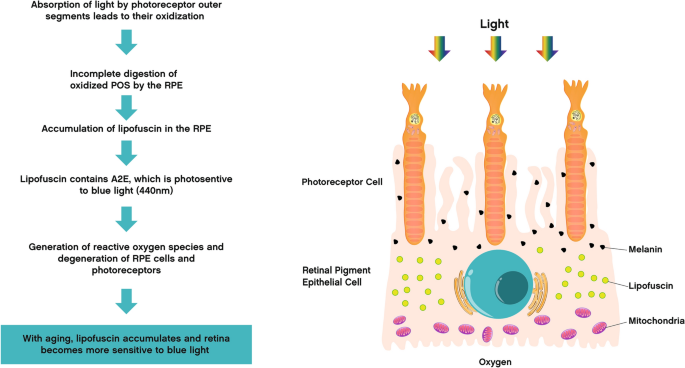 Blue Light Exposure Ocular Hazards And