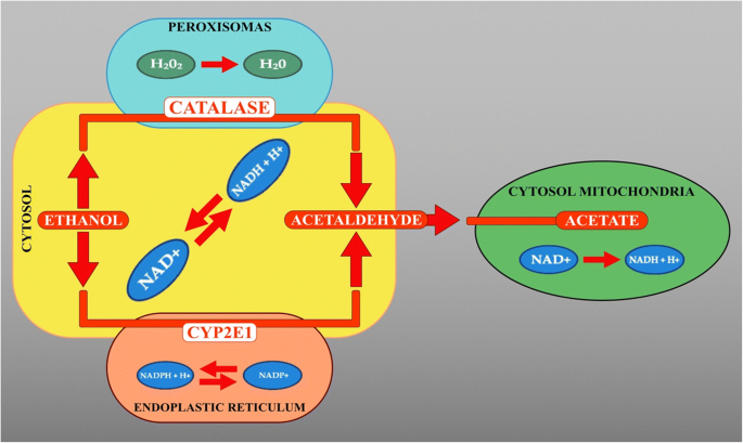 l-carnitine for alcohol withdrawal and alcoholism associated neurological disorders: Current updates in a global perspective and recent recommendations The neuropsychopharmacology of acetyl-L-carnitine (LAC):