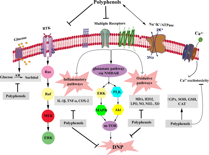 glutathione treatment for neuropathy Polyphenols for diabetes associated neuropathy: Pharmacological targets and  clinical perspective | DARU Journal of Pharmaceutical Sciences