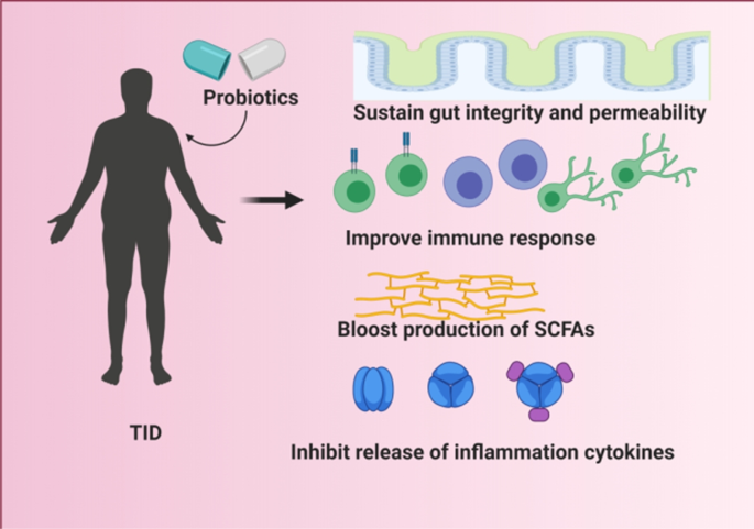Evidence and possible mechanisms of probiotics in the management of type 1 diabetes mellitus | Journal of Diabetes & Metabolic Disorders | Springer Nature Link Evidence and possible mechanisms of probiotics in the management of type 1 diabetes mellitus | Journal of Diabetes & Metabolic Disorders | Springer Nature Link