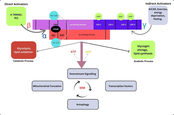 AMPK as a central regulator of metabolic memory: mechanisms and therapeutic  opportunities | Journal of Diabetes & Metabolic Disorders | Springer Nature  Link
