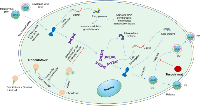 Clinical Recognition, Mpox, Poxvirus