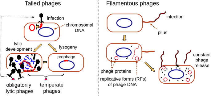 Bacteriophages are viruses that infect bacteria but are harmless