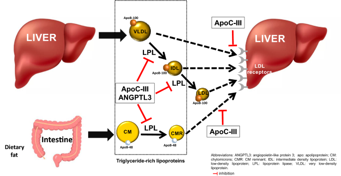 melanotan help acne PT-141 VS. Melanotan II: Are They The Same Peptides?
