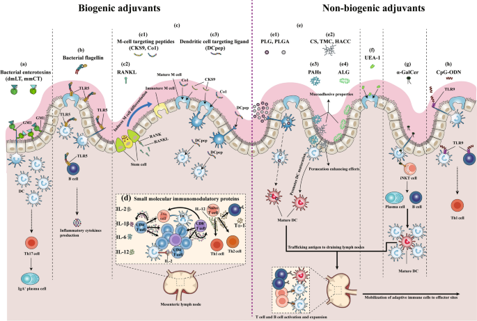 Antigen Select: Enteric Select – Lake Immunogenics