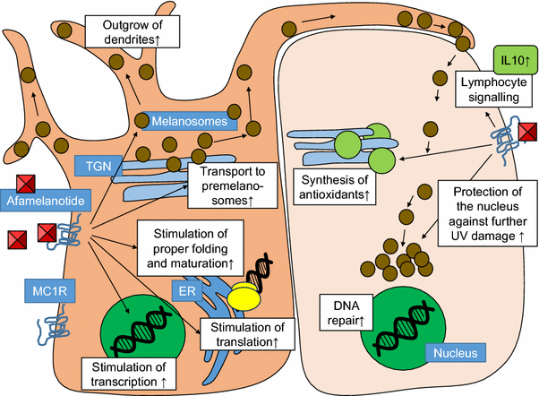 melanotan i or afamelanotide tanning dosage user experiences or protocol Pharmacokinetics and Pharmacodynamics of Afamelanotide and its Clinical Use  in Treating Dermatologic Disorders | Clinical Pharmacokinetics
