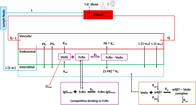 Physiologically Based Pharmacokinetic Modeling of Vedolizumab in Healthy Adults and Patients with Inflammatory Bowel Disease