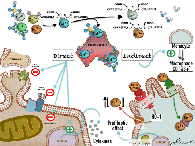 gadolinium poisoning and glutathione Gadolinium-Based Contrast Agent-Related Toxicities | CNS Drugs