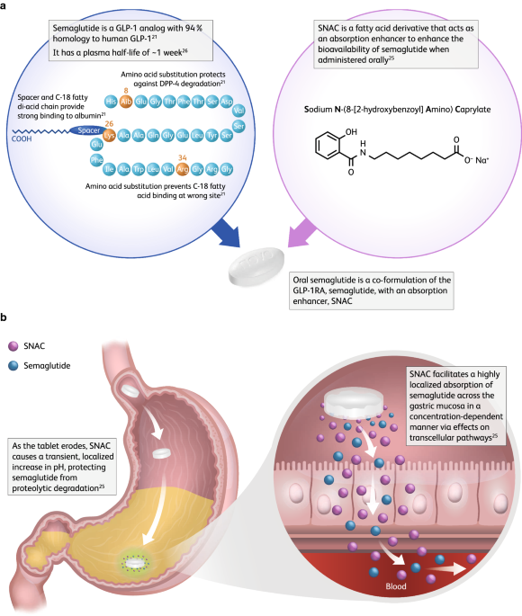 cephalexin and semaglutide A Pharmacological and Clinical Overview of Oral Semaglutide for the  Treatment of Type 2 Diabetes | Drugs