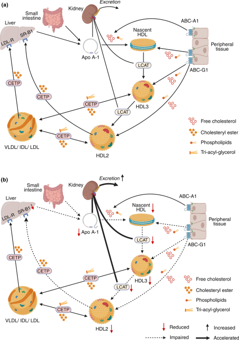 Lipid-Lowering Therapies in Patients with Chronic Kidney Disease: A Perspective on High-Density Lipoprotein Cholesterol | Drugs
