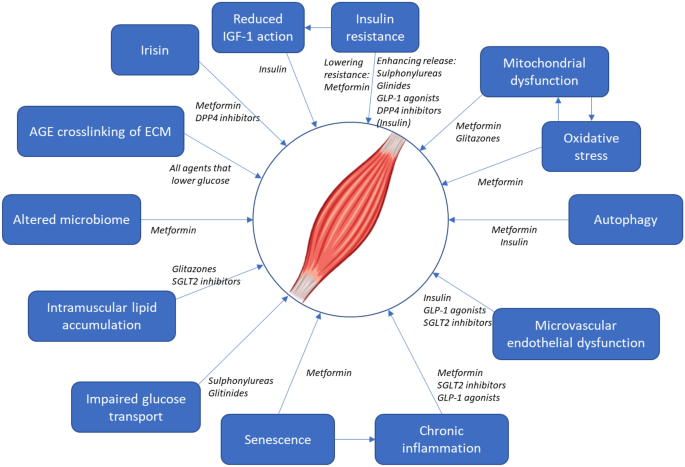 glp-1 elevate Adverse effects of GLP-1 class drugs. Gastrointestinal issues are