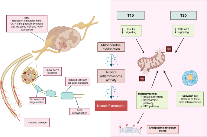 what time of day should i take l-carnitine Best Time to Take L-Carnitine: Morning vs Evening for Better Fat Loss &  Performance