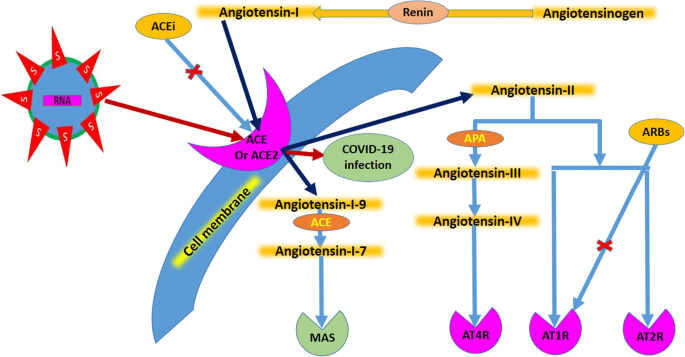 Review of evidence on using ACEi and ARBs in patients with hypertension and  COVID-19 | Drugs & Therapy Perspectives