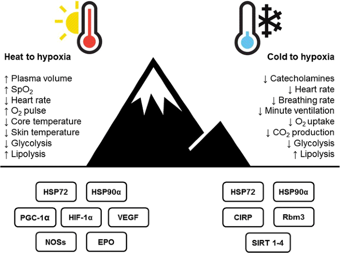 Cross-Adaptation: Heat and Cold Adaptation to Improve Physiological and  Cellular Responses to Hypoxia | Sports Medicine