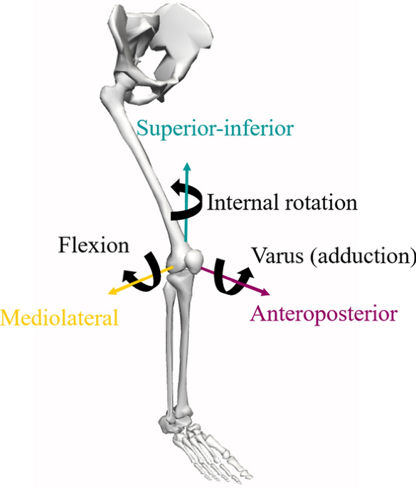 The simulation of isometric contraction of the isolated hip adductor