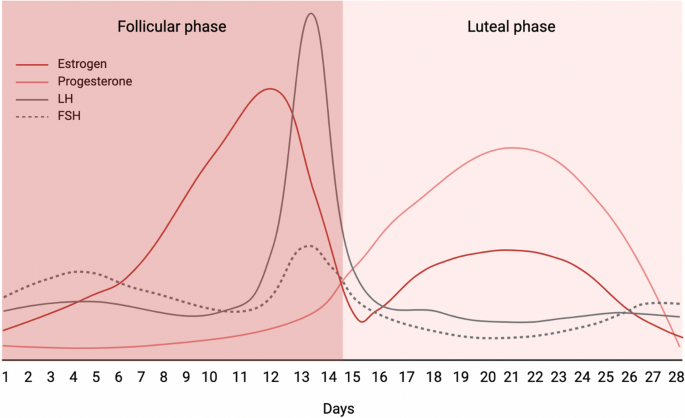 Effects of Follicular and Luteal Phase-Based Menstrual Cycle