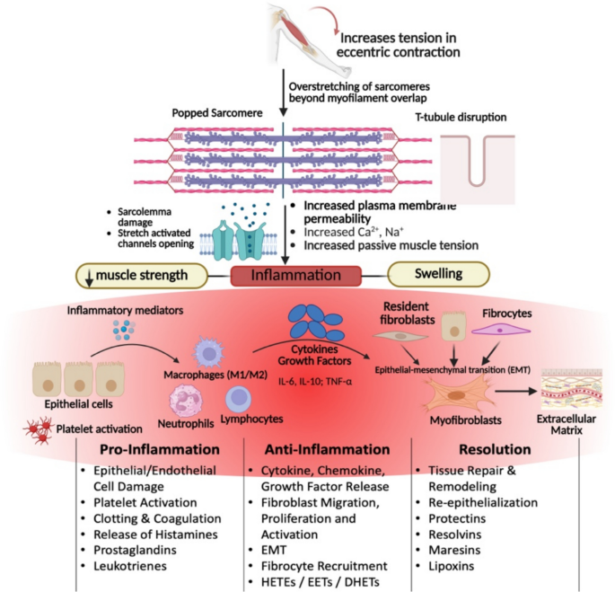From Strain to Repair: A Targeted Review of Lipid Mediators Driving the  Inflammatory Cascade Following Exercise | Sports Medicine | Springer Nature  Link