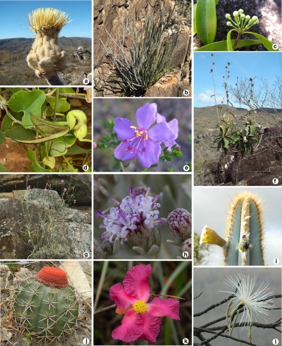 PDF) Orchidaceae na Serra do Ouro Branco, Minas Gerais, Brasil