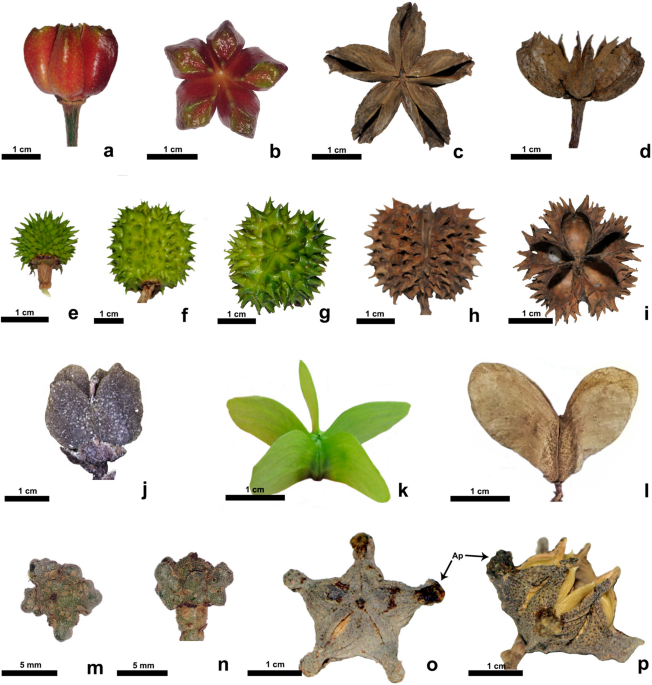 Revisiting pericarp structure, dehiscence and seed dispersal in