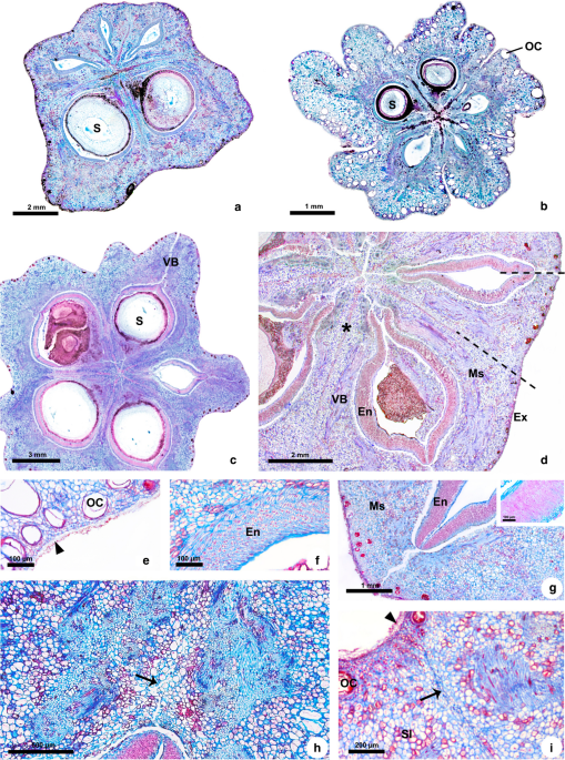 Revisiting pericarp structure, dehiscence and seed dispersal in