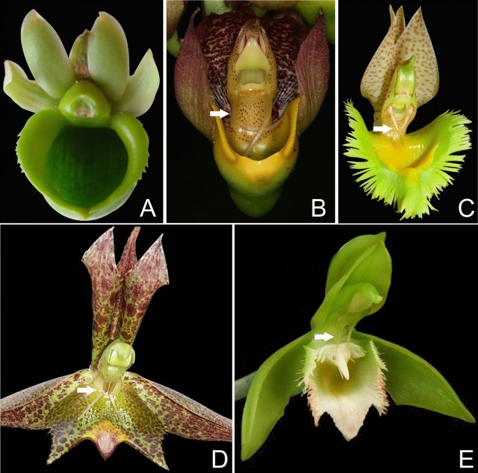 PDF) O gênero Catasetum em Mato Grosso, Brasil - 2007