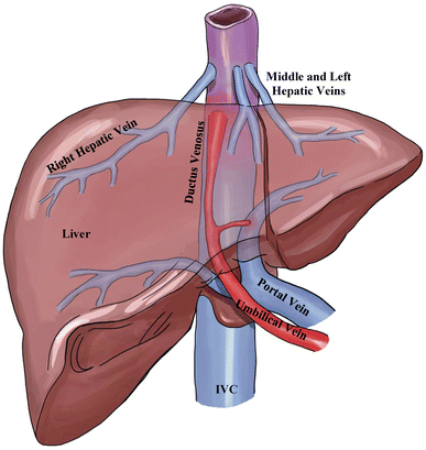Two ductus venosus: a previously unreported anomaly | Journal of Ultrasound