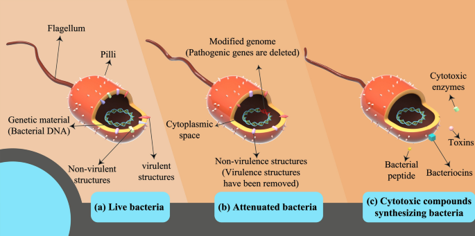 Researchers use skin-colonizing bacteria to create a topical cancer therapy  in mice, News Center