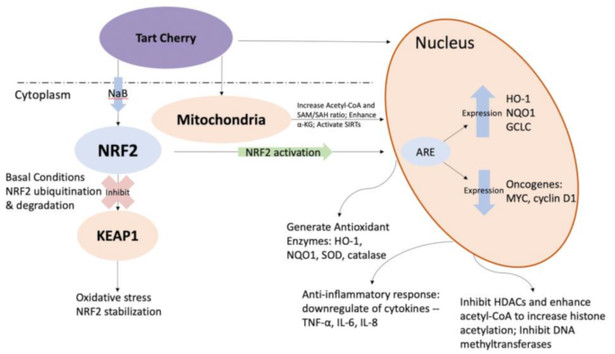 cga and l carnitine Exploring the Epigenetic Metabolic Pathways for Antioxidant and Anti-Inflammatory Potentials of Tart Cherry Juice Concentrate | Current Pharmacology Reports Shade:W18.5 Warm Light consume with a carbo BHK's Advanced Whitening Formula filter_liquid-sachets