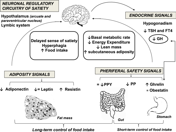 prader willi glp 1 agonist GLP-1 Agonists in Cardiovascular Diseases: Mechanisms, Clinical Evidence, and Emerging Therapies Novel therapeutics in rare genetic