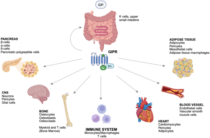 is tirzepatide anti inflammatory The role of the incretin GIP in inflammation | Journal of Endocrinological  Investigation