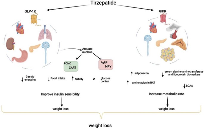 tirzepatide weight loss reston How Tirzepatide Helped A 24 Year Old Lose 60 Pounds In 11 Months