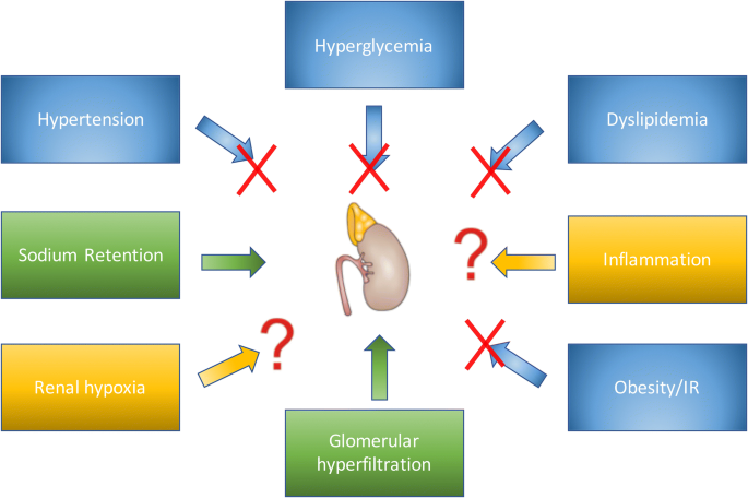 glp 1 agonists and inflammation Nephroprotective effects of GLP-1 receptor agonists: where do we stand? |  Journal of Nephrology