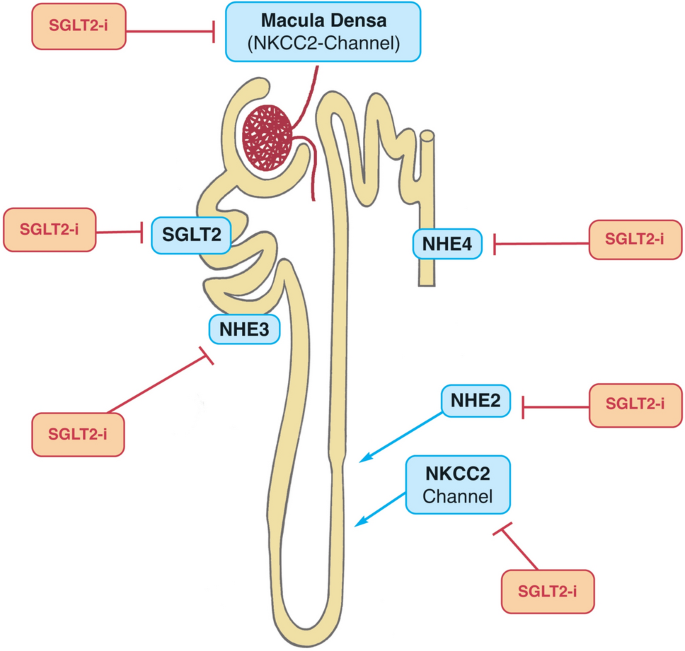 sglt2 semaglutide inhibitors vs. semaglutide: Which is better for diabetic nephropathy? :- Medznat Combining GLP-1 Receptor Agonists and