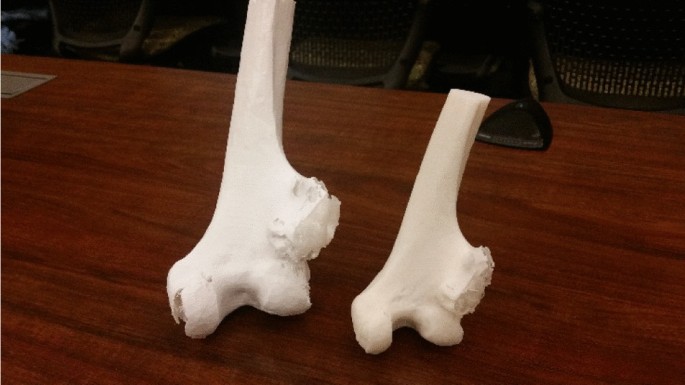 Humerus: Precision 3D Printed Bone Model for Educational Insight  Ideal  for Medical Education and Display(Pack of 1) : : Industrial &  Scientific