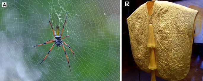 GW Researcher Explains How Seven Spiders Spin Webs of Entrapment