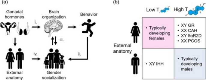 bpc 157 pancreatitis BPC-157 and the gut–brain axis: emerging links between cytoprotection and  neuroregeneration
