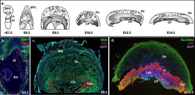 Relationships between homeoprotein EGAM1C and the expression of the  placental prolactin gene family in mouse placentae and trophoblast stem  cells in: Reproduction Volume 141 Issue 2 (2011)