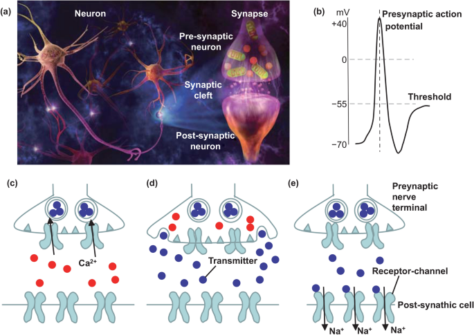 Recent progress in three-terminal artificial synapses based on 2D