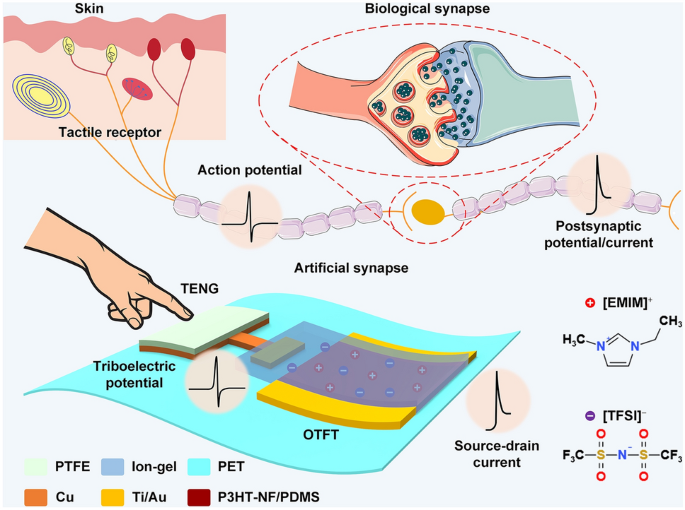 A Versatile Synthetic Affinity Probe Reveals Inhibitory Synapse  Ultrastructure and Brain Connectivity** - Khayenko - 2022 - Angewandte  Chemie International Edition - Wiley Online Library