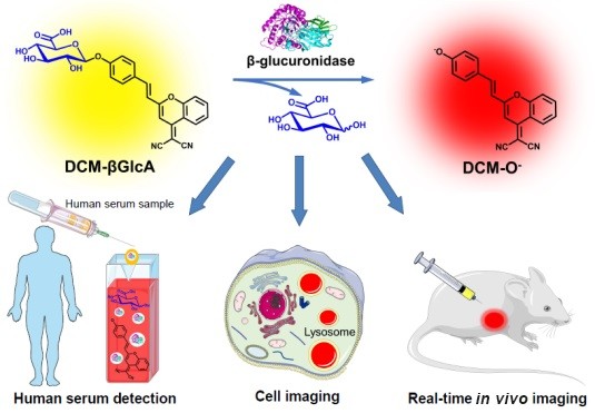 glutathione glucuronidase Highly sensitive light-up near-infrared fluorescent probe for detection and  imaging of β-glucuronidase in human serum, living cells and tumor-bearing  mice | Science China Materials