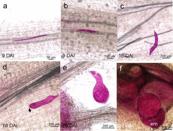 Life cycle of the root-knot nematode Meloidogyne javanica in papaya and histological analyses of root infection and gall development | Tropical Plant Pathology