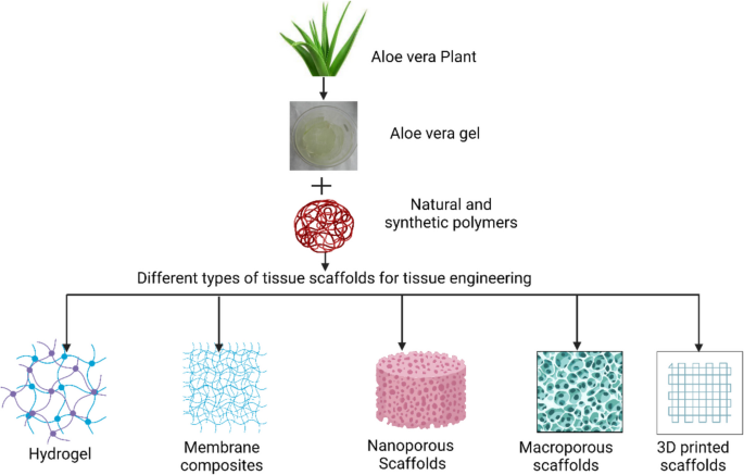 Tissue Engineering Applications of Aloe vera L. Burm. F.: A Comprehensive  Review | Regenerative Engineering and Translational Medicine | Springer  Nature Link