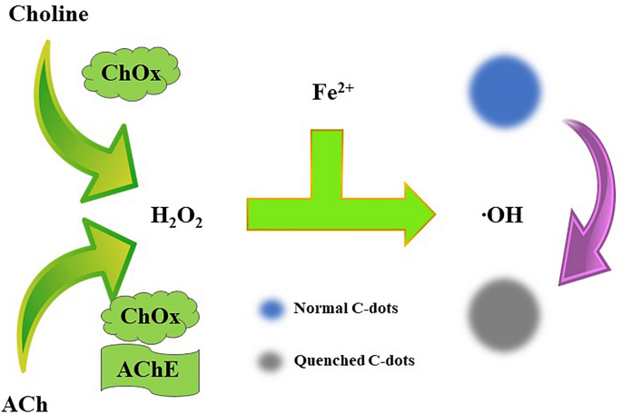 How can I measure brain acetylcholine levels in vivo? Advantages