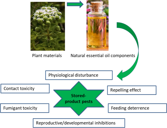 Principal constituents of Hyssopus officinalis essential oil