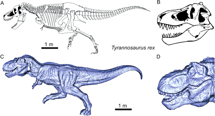 Annotated by the Author: 'Tiny Tyrannosaur Hints at How T. Rex