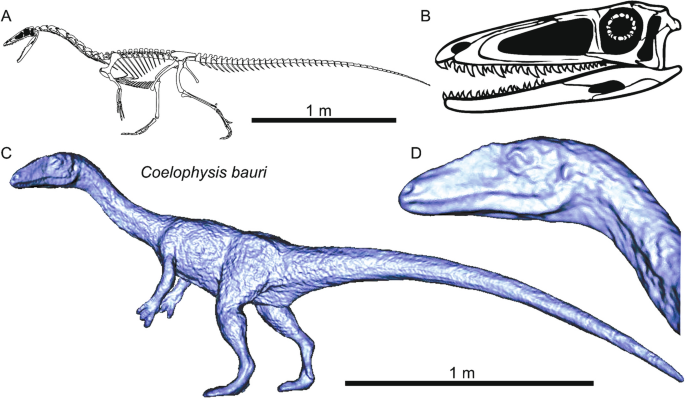 3D Printable Carnotaurus Running / Theropod Dinosaur / Ancient