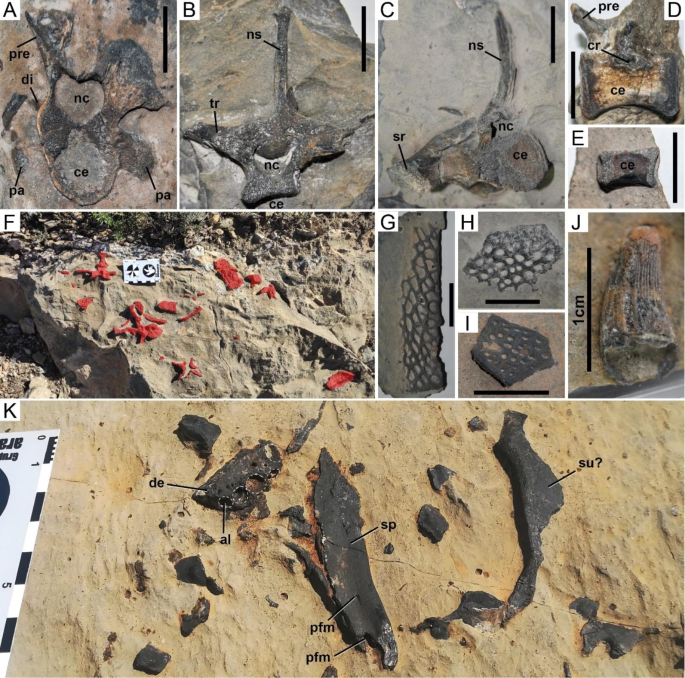 Pterosaur teeth from Angeac-Charente: A, Pterodactyloidea indet. A