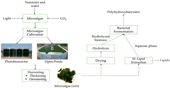 Current application of algae derivatives for bioplastic production: A  review - ScienceDirect