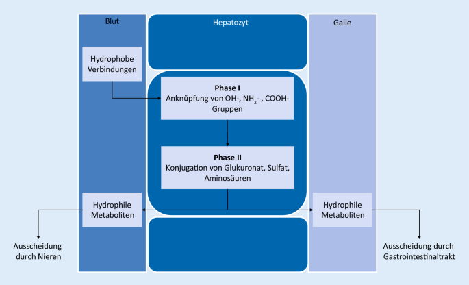 glutathion konjugation Medikamenten-Intoxikationen in der Klinischen Analytik: Therapeutische Dosierung oder behandlungsbedrftige Intoxikation? Biotransformation von Arzneimitteln: bersicht in